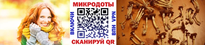 Псилоцибиновые грибы мицелий  кракен зеркало  Красный Кут 